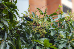 Stilpnia cyanicollis