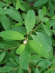 Hypericum walteri