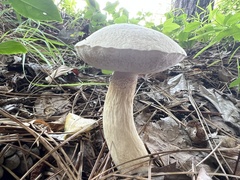 Tylopilus rhoadsiae