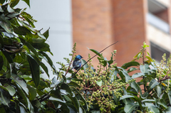 Stilpnia cyanicollis