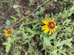 Helianthus laciniatus
