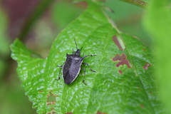 Padaeus trivittatus