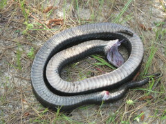 Heterodon platirhinos