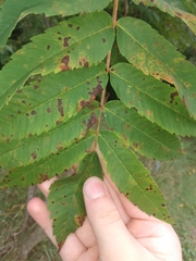 Sorbus americana