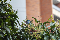 Stilpnia cyanicollis