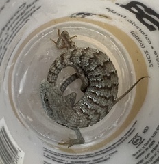 Elgaria multicarinata