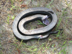 Heterodon platirhinos