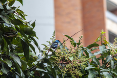 Stilpnia cyanicollis