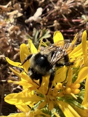 Bombus vosnesenskii