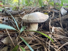 Tylopilus rhoadsiae