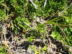 Juniperus horizontalis