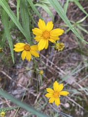 Coreopsis lanceolata