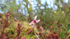 Vaccinium oxycoccos