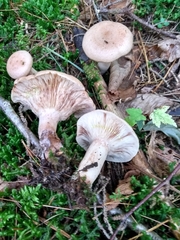 Lactarius vinaceorufescens