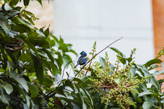 Stilpnia cyanicollis