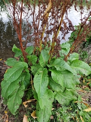 Rumex obtusifolius