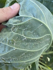 Brevicoryne brassicae