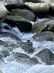 Cinclus leucocephalus