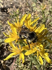 Bombus vosnesenskii