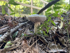 Tylopilus rhoadsiae