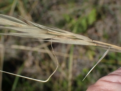 Hesperostipa spartea