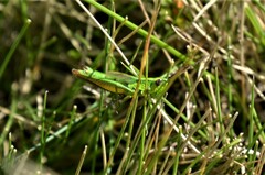 Euthystira brachyptera