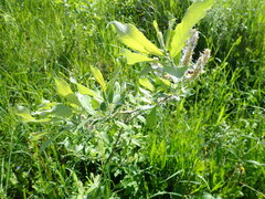 Salix cinerea