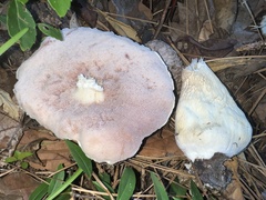 Tylopilus rhoadsiae
