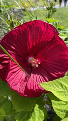 Hibisceae