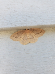 Lambdina fiscellaria