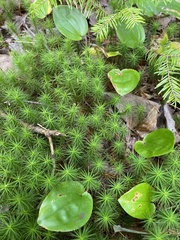Polytrichum commune