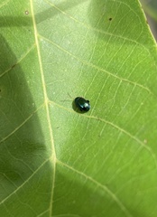 Chrysomelidae