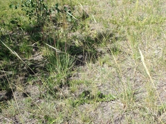 Hesperostipa spartea
