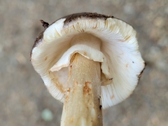 Amanita porphyria