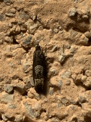 Eucosma parmatana