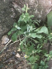 Galinsoga quadriradiata