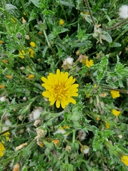 Helminthotheca echioides