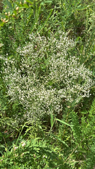 Eupatorium torreyanum