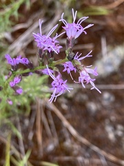 Liatris microcephala
