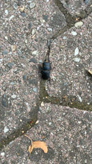 Dorcus parallelipipedus