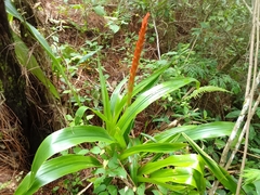 Pitcairnia