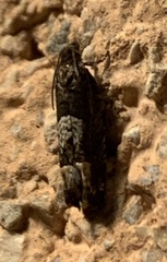Eucosma parmatana