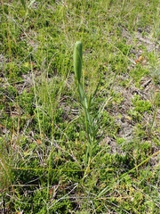 Lilium philadelphicum