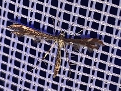 Oxyptilini
