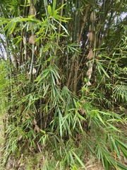 Pseudosasa japonica