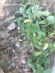 Galinsoga quadriradiata