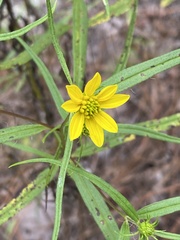 Helianthus porteri
