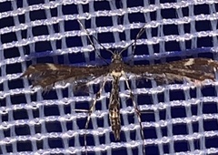 Oxyptilini