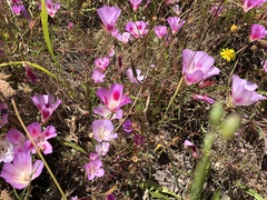 Clarkia