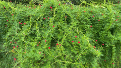 Ipomoea quamoclit
